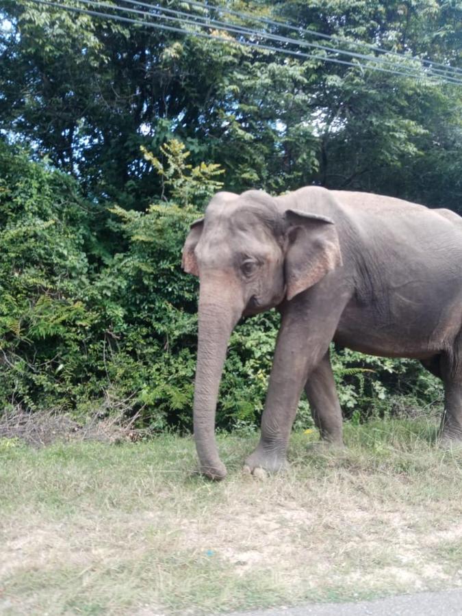 Sigiriya Village Home Stay Luaran gambar